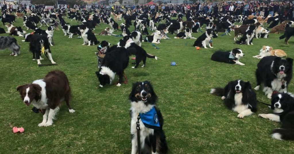 댕댕이 견주들은 이 상황에서 자기 댕댕이 찾기 가능 vs 불가능 | 인스티즈