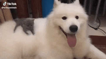 사모예드 댕댕이 위에 올라탄 아기 고양이.gif | 인스티즈