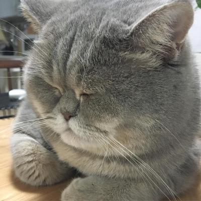 둘 중 더 본인 취향인 고양이는??.jpg | 인스티즈