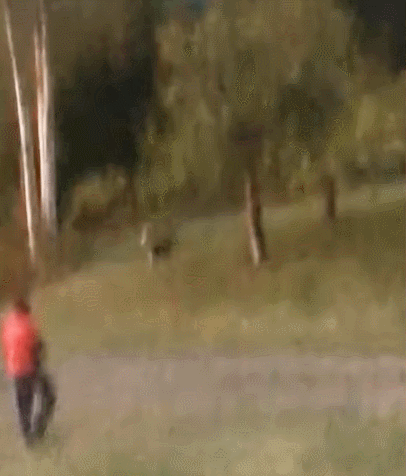 곰이 무시무시한 이유 | 인스티즈