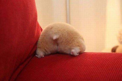 각종 엉덩이 모음....jpg | 인스티즈