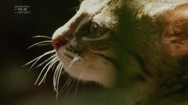 세상에서 작은고양이 | 인스티즈