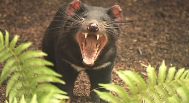 세상에서 악취가 가장 심하다는 동물 JPG | 인스티즈