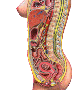 임신했을때에 몸속 장기 이동 모습 | 인스티즈