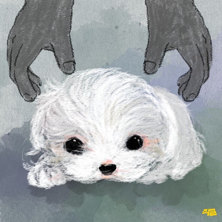 애견샵 불편한 진실 | 인스티즈