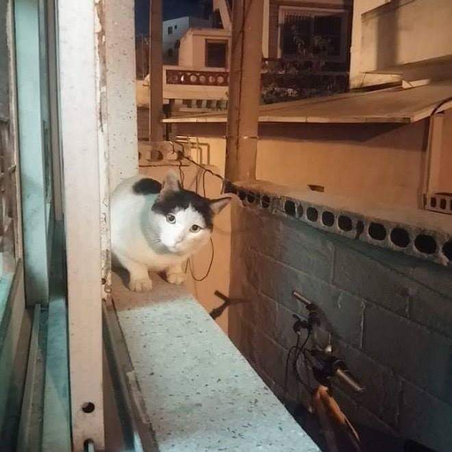 고양이들에게 소문난 집 | 인스티즈