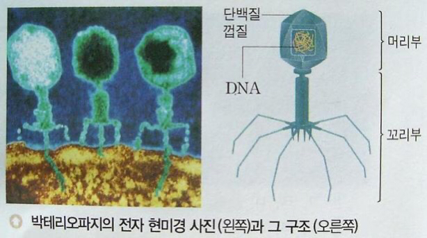 박테리오 파지가 증식하는 방법.jpg (신기) | 인스티즈