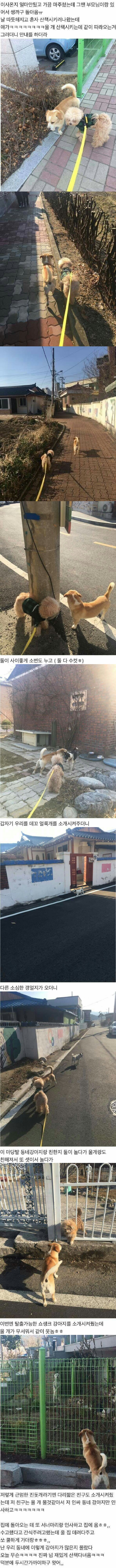 이사온 주민 동네 전입신고 해주는 인싸 강아지 | 인스티즈