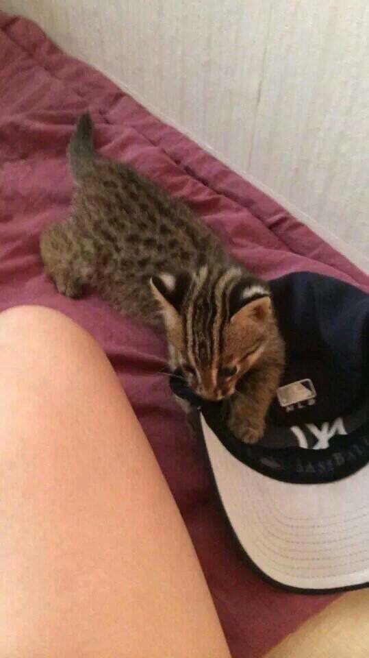 새끼 고양이를 주웠는데 족보있는 고양이 같아요 | 인스티즈