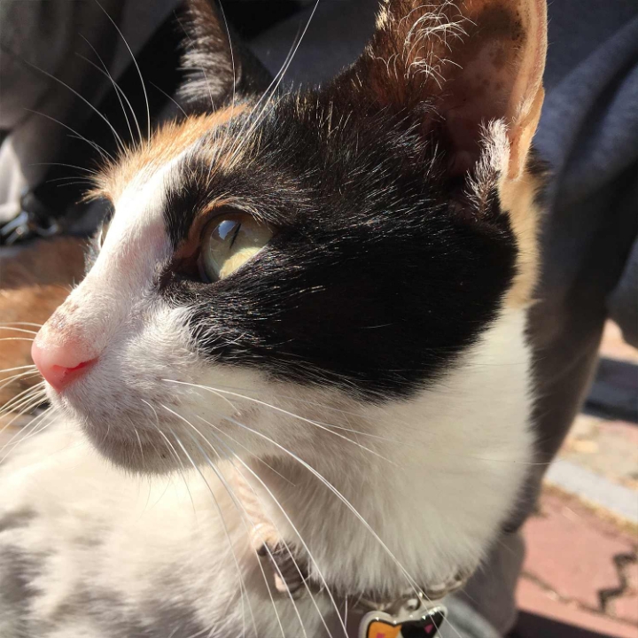 고양이들의 눈동자 | 인스티즈