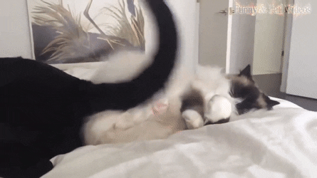 냥아치한테 맞고사는 댕댕이ㅜㅜ | 인스티즈