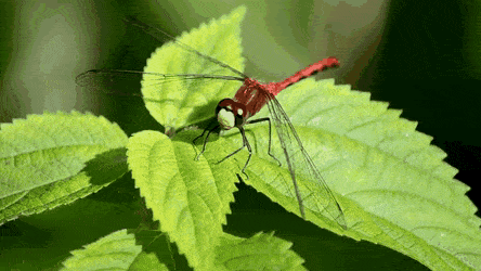 잠자리의 모기 사냥 | 인스티즈
