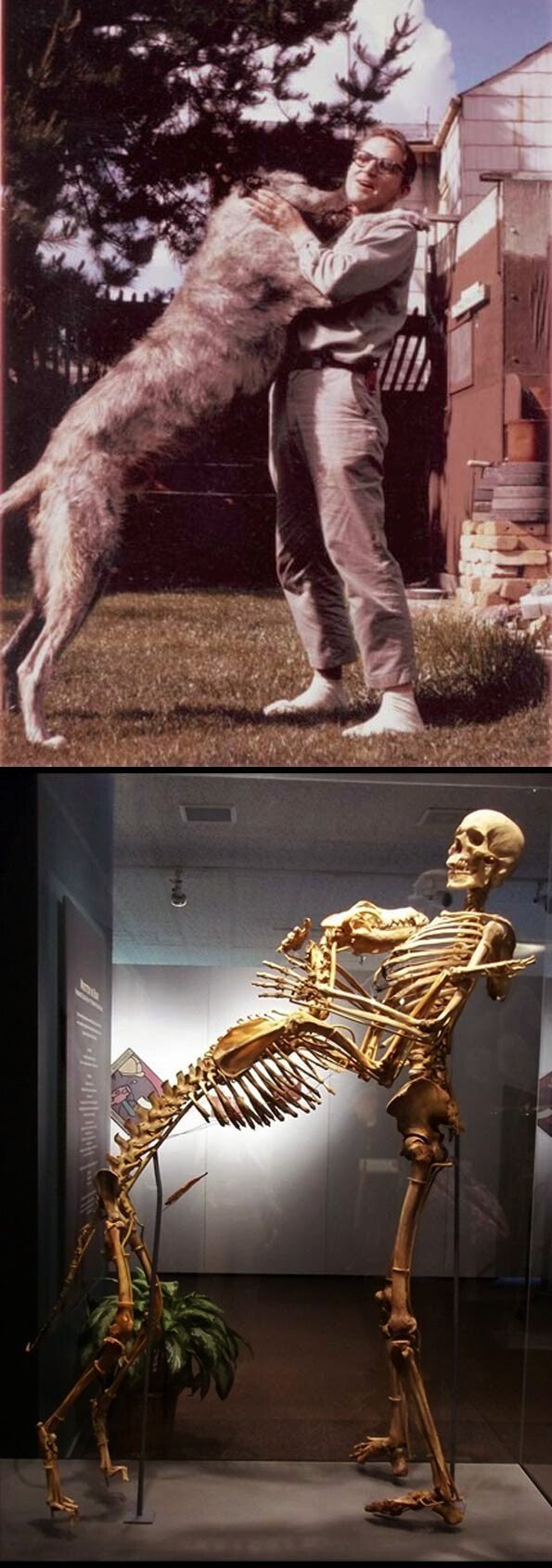 자신의 시신을 기부한 학자.JPG | 인스티즈