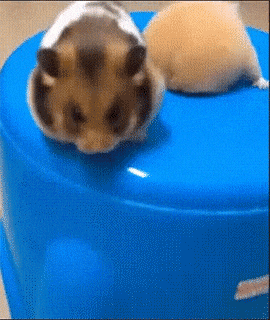 햄스터를 빨아들이는 잔인한.gif | 인스티즈