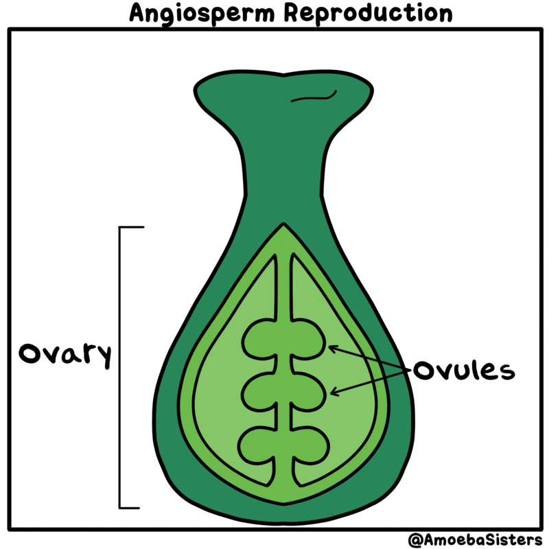 속씨식물이 번식하는 과정.gif | 인스티즈
