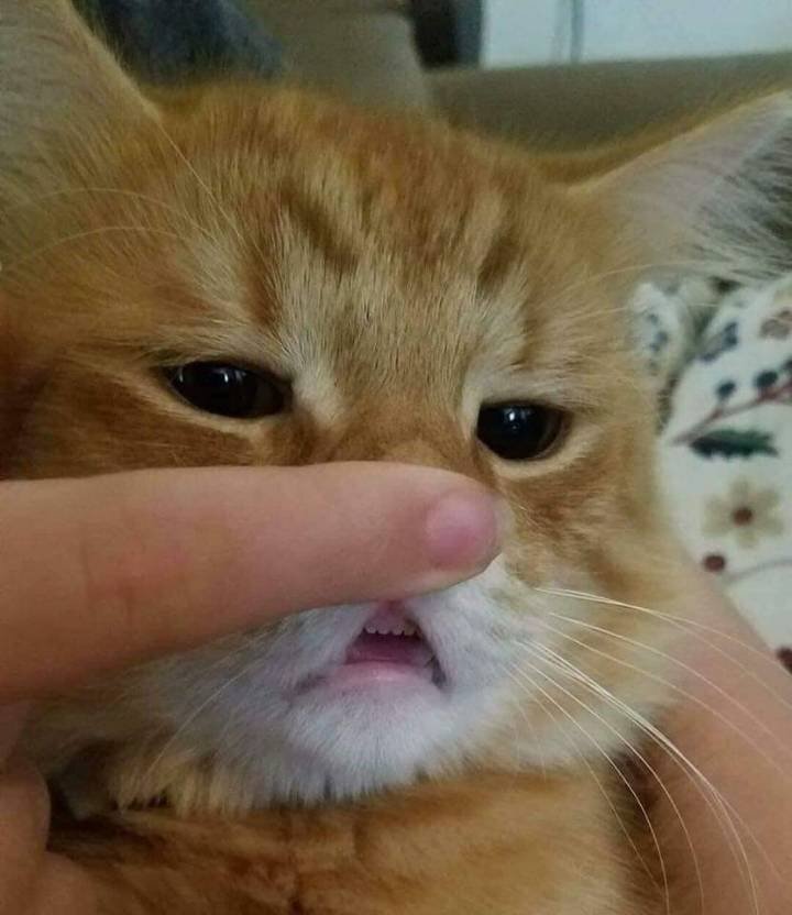 그묘일엔 고양이 | 인스티즈