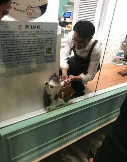 고양이호텔에서 주인에게 보낸 사진 | 인스티즈