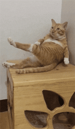 고장난 고양이들 | 인스티즈