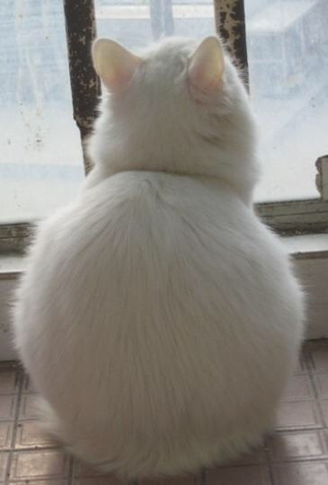 털뭉치같은 고양이들 | 인스티즈