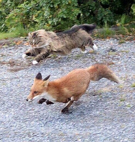 고양이 사냥에 나선 여우 | 인스티즈