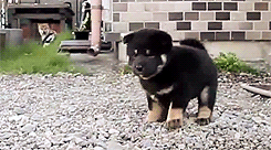 심장을 폭행하는 아기 댕댕이 | 인스티즈