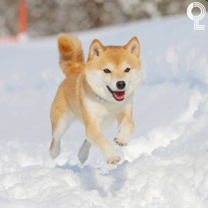 커여운 시바견 | 인스티즈