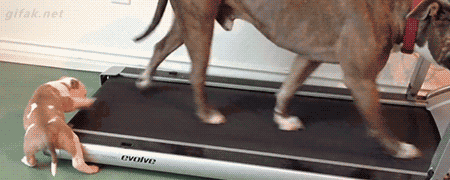 귀여운 댕댕이 짤들 | 인스티즈