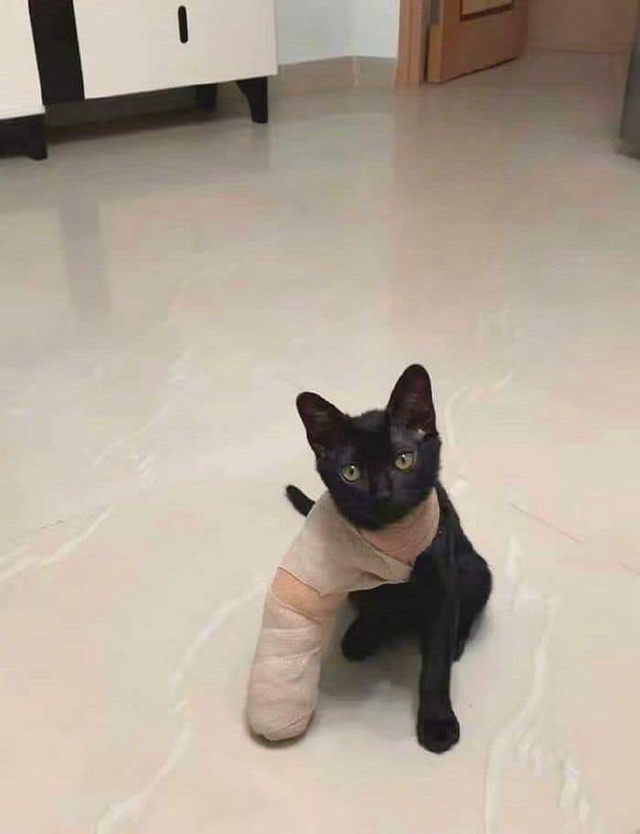 다리에 깁스한 냥이 | 인스티즈