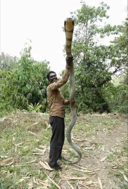 킹코브라 실사ㄷㄷㄷ.jpg | 인스티즈