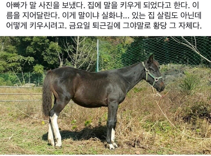 아빠가 갑자기 집에서 키울 반려동물 데려옴 | 인스티즈