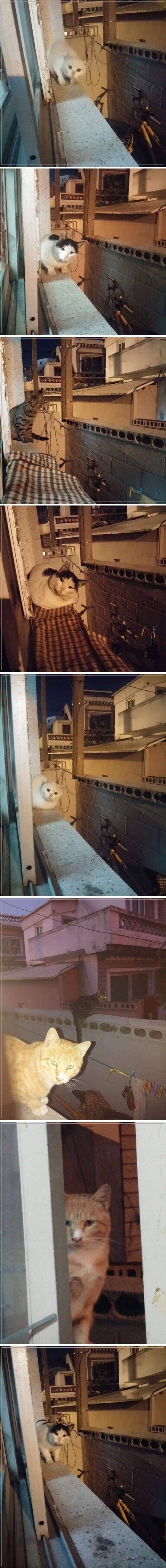 동네 길고양이 핫플레이스 | 인스티즈