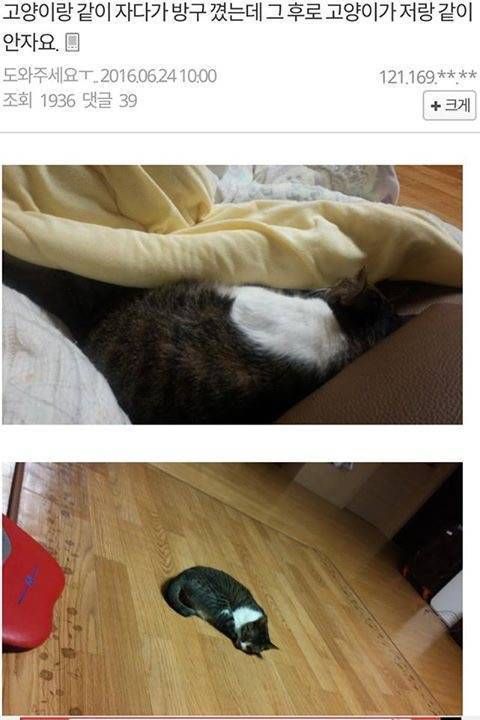 고양이랑 같이 자다가 방구 꼈는데 그 후로 고양이가 저랑 같이 안자요.jpg | 인스티즈