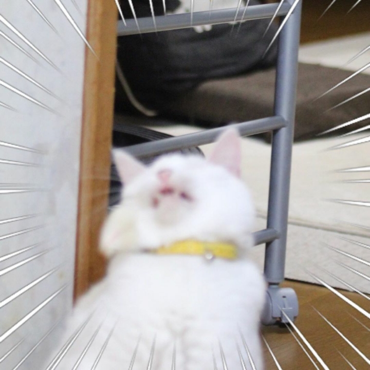 장난감만보면 고장나는 고양이 | 인스티즈