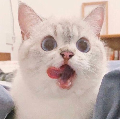 러블리 리액션으로 유명한 고양이 나나 | 인스티즈