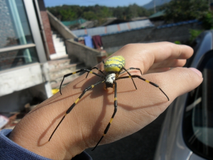 혐주의)시골서 흔히보이는 거미성체 | 인스티즈