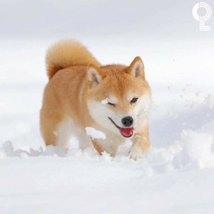 커여운 시바견 | 인스티즈