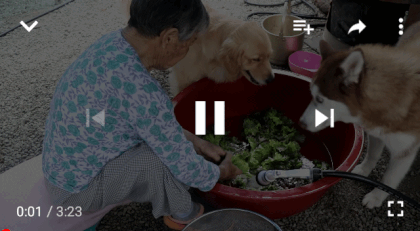 상추 씻으려다가 할머니한테 혼난 골든 리트리버 댕댕이.gif | 인스티즈