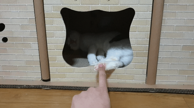 멋대로 들어온 고양이 안나간지 53일차 (짤있음 데이터 조심) | 인스티즈