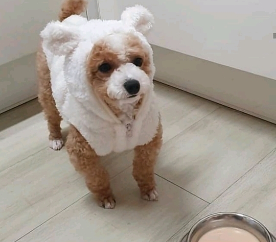 진짜같은 강아지 인형 | 인스티즈