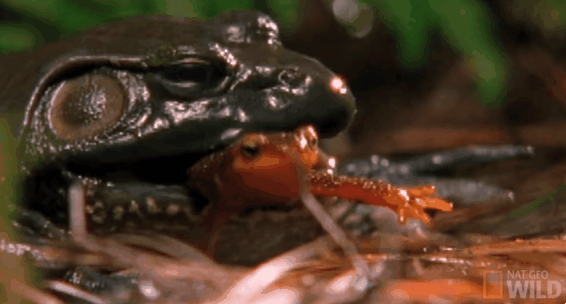 기묘한 현실 저그 | 인스티즈