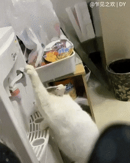 ??? : 고양이가 자꾸 물을 빼먹어서 정수기 환불하려구요 | 인스티즈