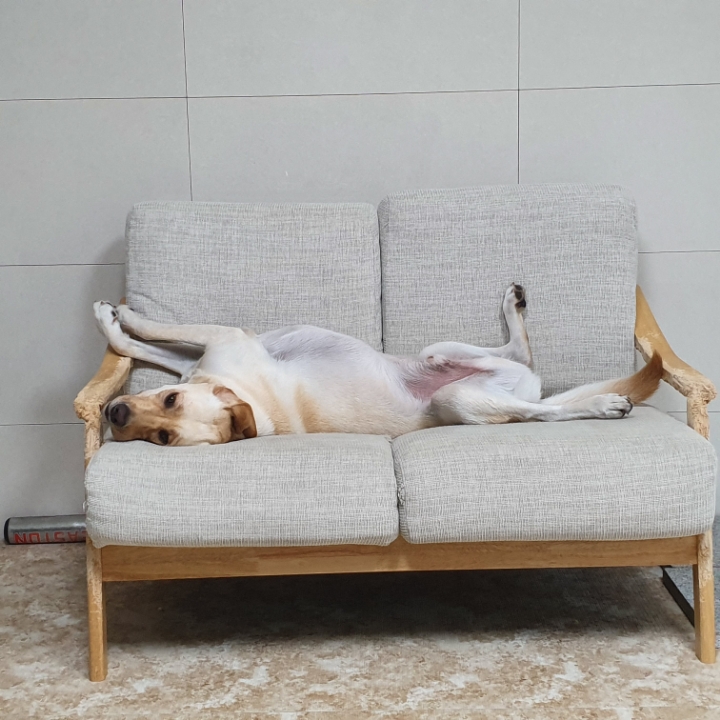 강아지 단짠단짠 | 인스티즈