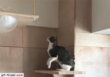 고양이과 동물들의 공통점 | 인스티즈