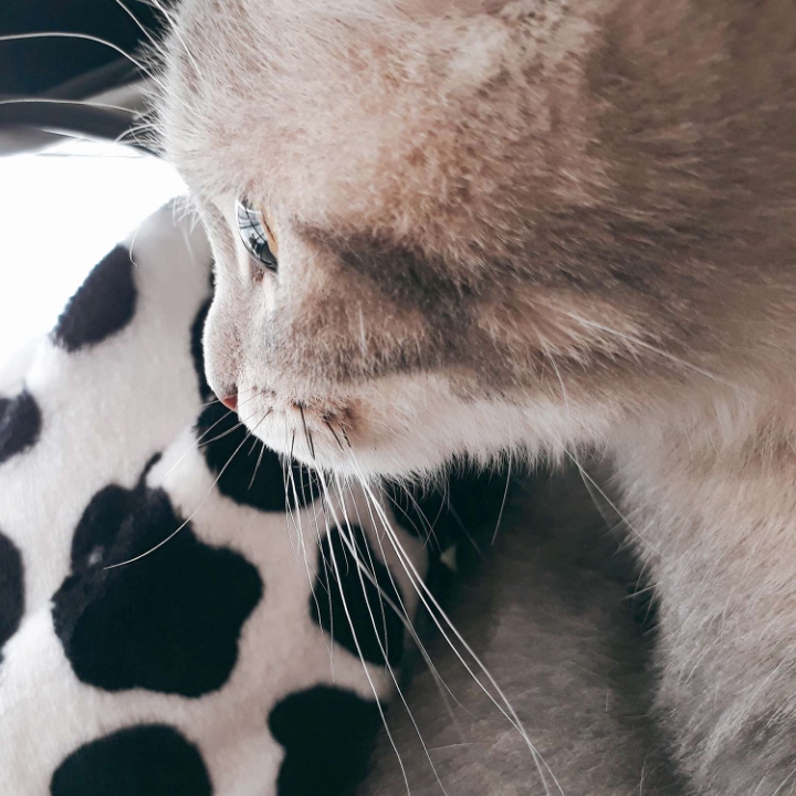 고양이들의 눈동자 | 인스티즈