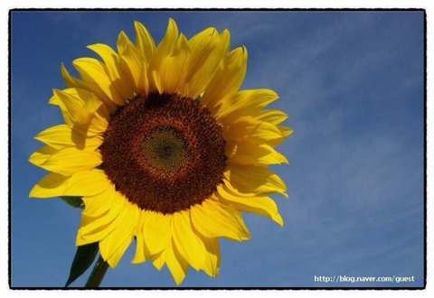 다음 중 해바라기 하면 가장 먼저 떠오르는 것은?? | 인스티즈