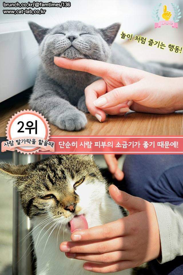고양이의 행동으로 알수있는 고양이 언어 | 인스티즈