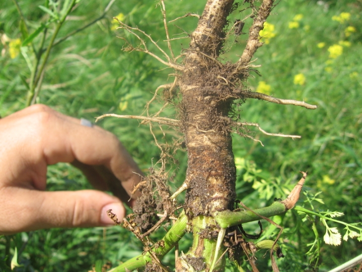 인간이 개량해서 먹는 식물들의 원래 모습.jpg | 인스티즈