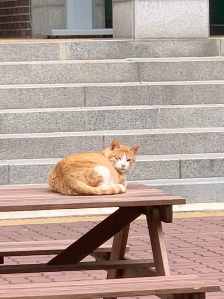 고양이 출입 금지시킨 대학교 .JPG | 인스티즈