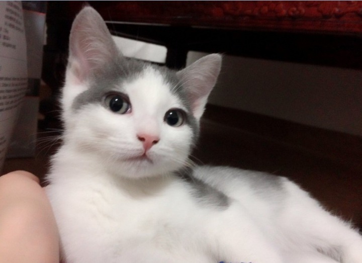 둘 중 더 본인 취향인 고양이는??.jpg | 인스티즈