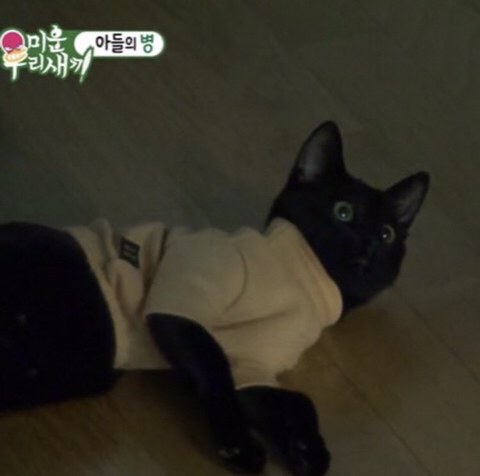 박수홍 고양이 냥스타그램 | 인스티즈